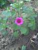 lavatera
