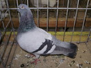 12047b ac 1