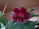 Kohleria Jester 4