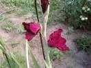 5gladiola grena