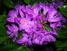 purple-rhododendron-761707