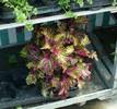 Coleus blumei (Urzicuta)