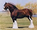 shir horse