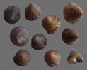 Shell033