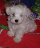 Bichon Havanese