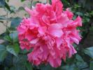 Hibiscus roz involt5