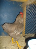 IMGP1294