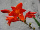 Crocosmia_Montbretia (2009, Aug.07)