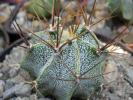 Astrophytum ornatum