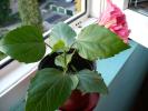 hibiscus roz-llila involt
