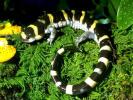 salamander1024