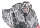 Neapolitan Mastiff1