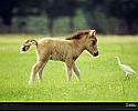 miniature-horse-and-bird-A6746E-xl