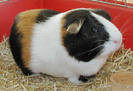 AmericanGuineaPigWCG__AcS128