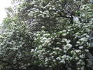 magnoli