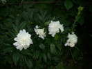 DSCI0512