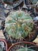 Gymnocalycium eurypleurum