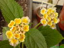 Lantana galben-mov se deschide