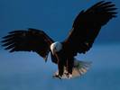 Bald Eagle in Flight, Alaska
