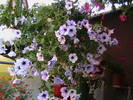 Picture 361