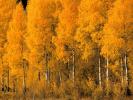 Aspen_Trees_Autumn_Wallpapers_Autumn_Desktop_Pictures