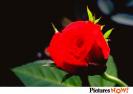 ROSE088