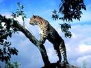 leopard_4-1024x768