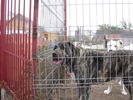 poze 11.10.2009 Jucu 012