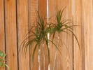 DRACENA