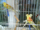 DSC00386