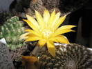 Sulcorebutia arenacea - floare