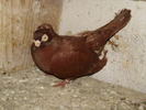 P8292238