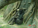 BRONX ZOO