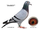DAISEY%20SML