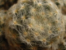 Mammillaria shiedeana