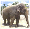 pic-asian-elephant-01