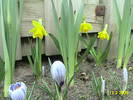 Narcise si crocusi 13 mart 2009 (2)