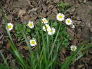 Bellis perennis (2009, April 06)