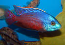 Prot. red empress groos