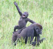 poze-animale-amuzante-gorile-rodeo
