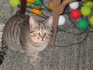 23 dec 2007 063