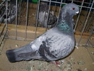 10275 pescarus englez 1