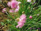 Garofite roz