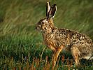 Central European Hare