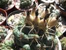 Coryphantha scolimoides - fructe