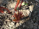 Peony. Bujor (2009, April 05)