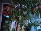 Picture 032