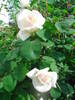 Trandafir alb