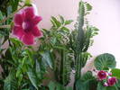 gloxinia