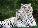 tigrii albi
